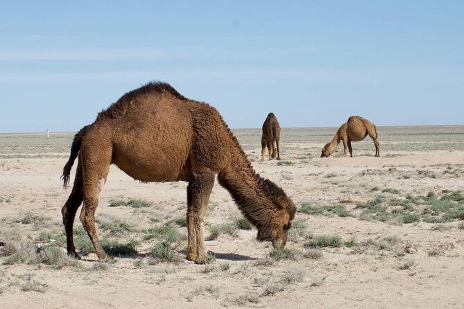2 Days Private Tour To Aral Sea from Nukus. - Day 1 from Kungrad to Muynak: Silk Road Touchpoints Then the Ships Cemetery