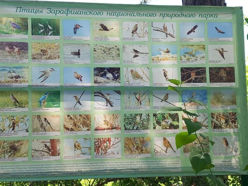 Bird Watching Tours in Samarkand - Zeravshan Natural Reserve: tugai woods birding session
