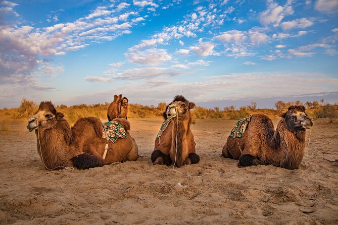Transfer from Khiva to Bukhara by Fortresses - 8 Hours Door To Door: Timing That Fits a Travel Day